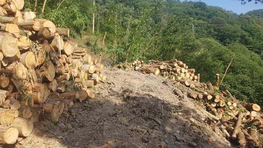 Aceptan dos años de prisión los cuatro acusados por un accidente laboral que costó la vida a un operario forestal