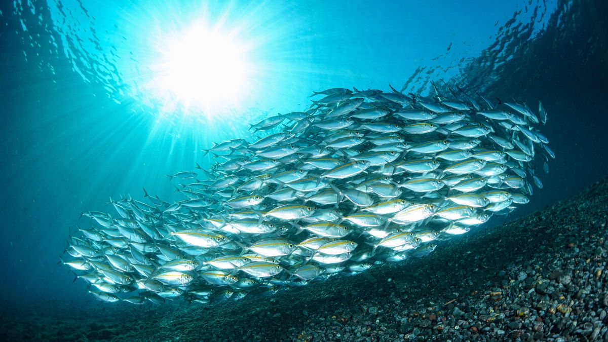 Un estudio propone una solución a la paradoja de Darwin sobre el éxito de las especies invasoras