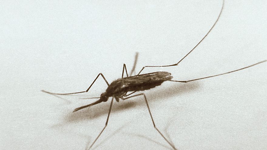 El mosquito Culex solo causa complicaciones en el 2 % de casos, según experto