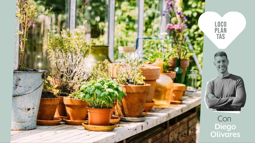Cinco plantas de exterior resistentes al sol y que necesitan poca agua