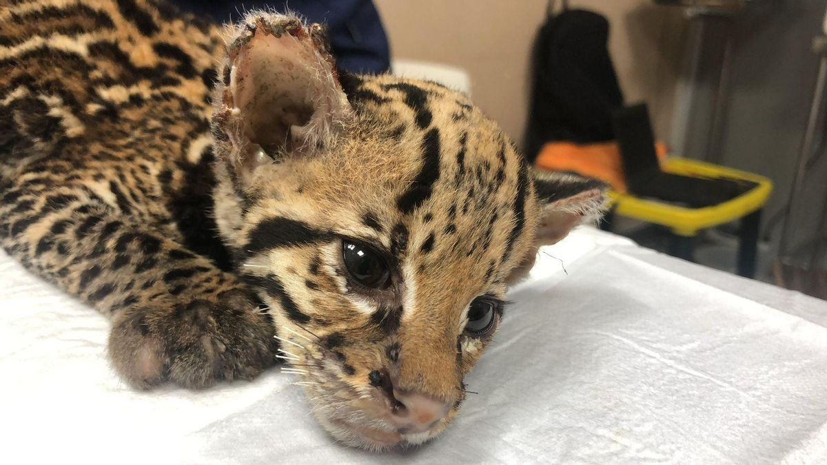 Cría de ocelote atendida por la fundación Proyecto Sacha, en Guayaquil. Son comunes los casos en que cachorros separados de sus madres (a días de nacidos) son traficados o pasan a ser mascotas. Foto: cortesía Proyecto Sacha