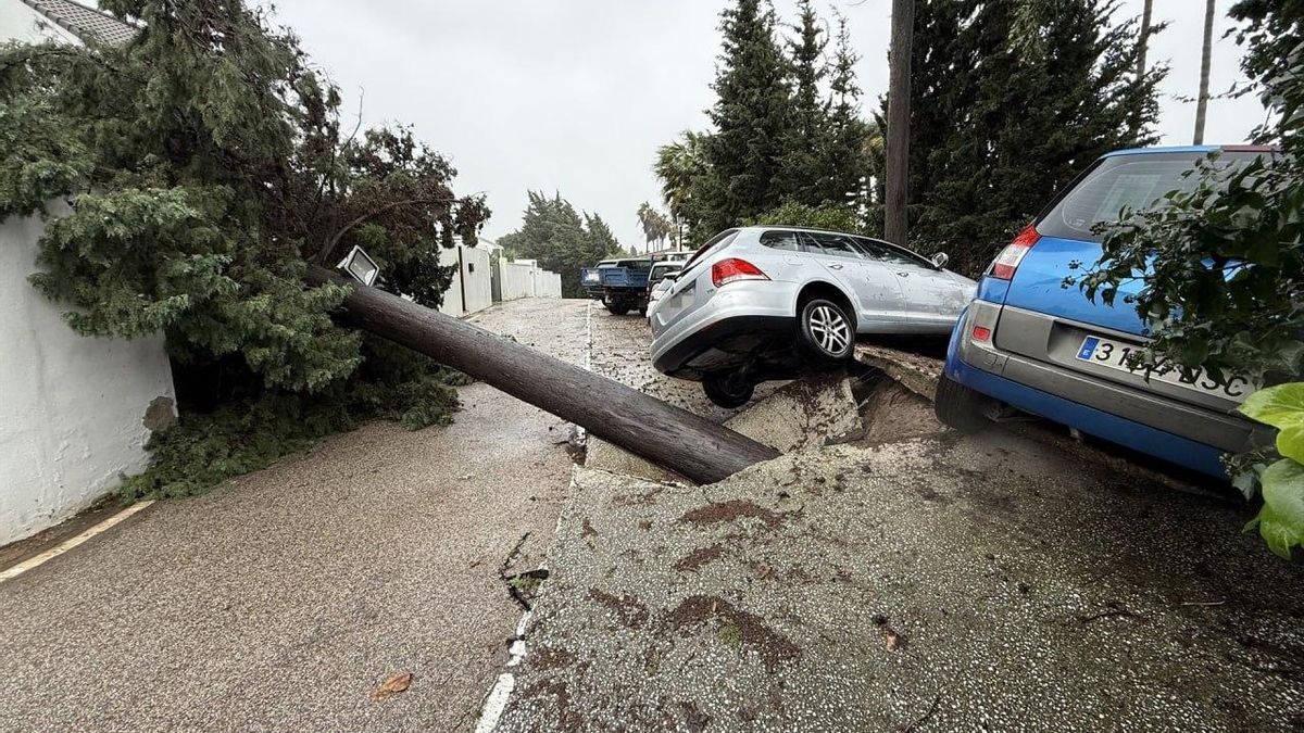 Imagen de un árbol caído y coches afectados tras el paso de la borrasca Leonardo, en la localidad gaditana de Los Barrios (Cádiz)