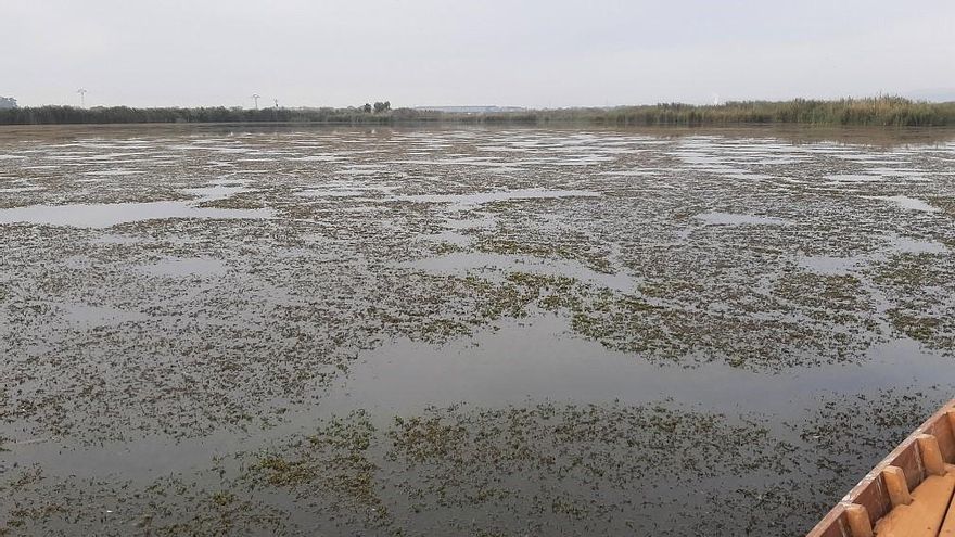 Praderas de vegetación acuática en l'Albufera muestran el buen año hidrológico de los embalses