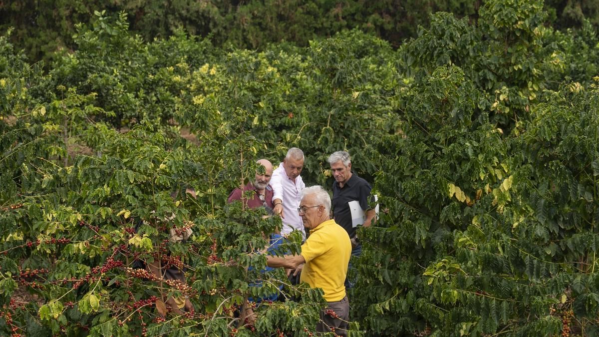 El Cabildo entrega 4.000 plantas de café de semillas de cafetales antiguos del Valle de Agaete para impulsar el cultivo en el municipio
