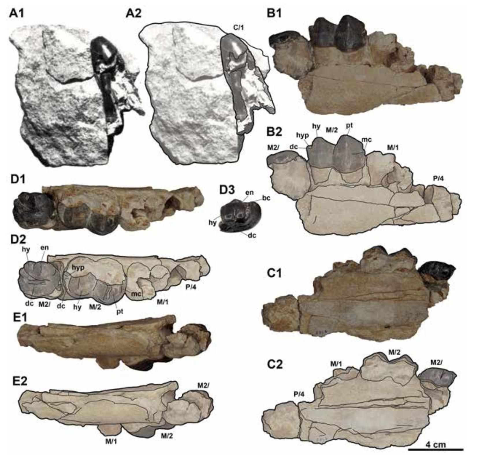 Tres piezas permiten reconocer el género Entelodon