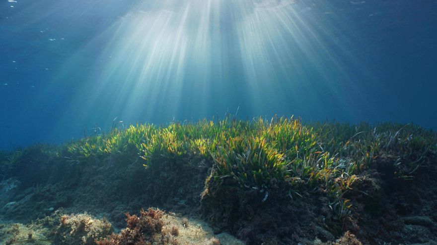 La muerte de las ballenas o el ruido submarino: las tareas pendientes para mejorar la protección del Mediterráneo