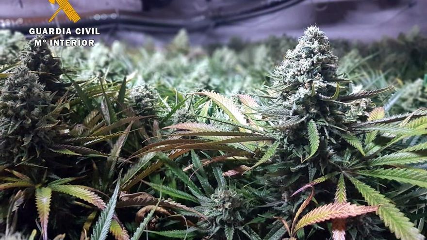 Rdo. Nota De Prensa Guardia Civil (Desmantelada En Suesa Una Plantación Indoor Con 735 Plantas De Marihuana)