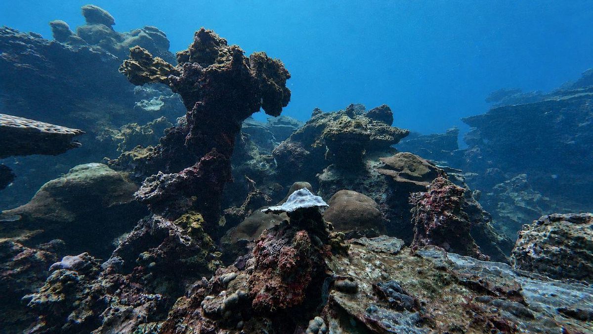 Arrecife Punta Rizo en el Parque Nacional Arrecifal Veracruz, México. Foto: cortesía Leonardo Ortiz