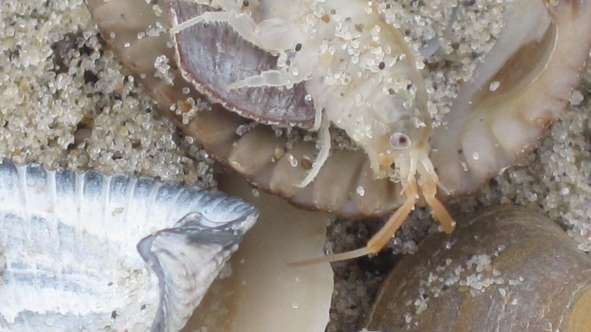 Talitrus saltator (sand hopper, en inglés).