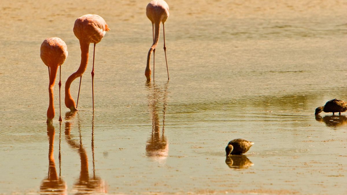 Los humedales cambiaron el aspecto de estas aves durante años