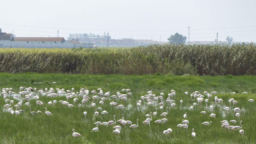 WWF pide cumplir los protocolos en Doñana y medidas como suspender la caza de aves