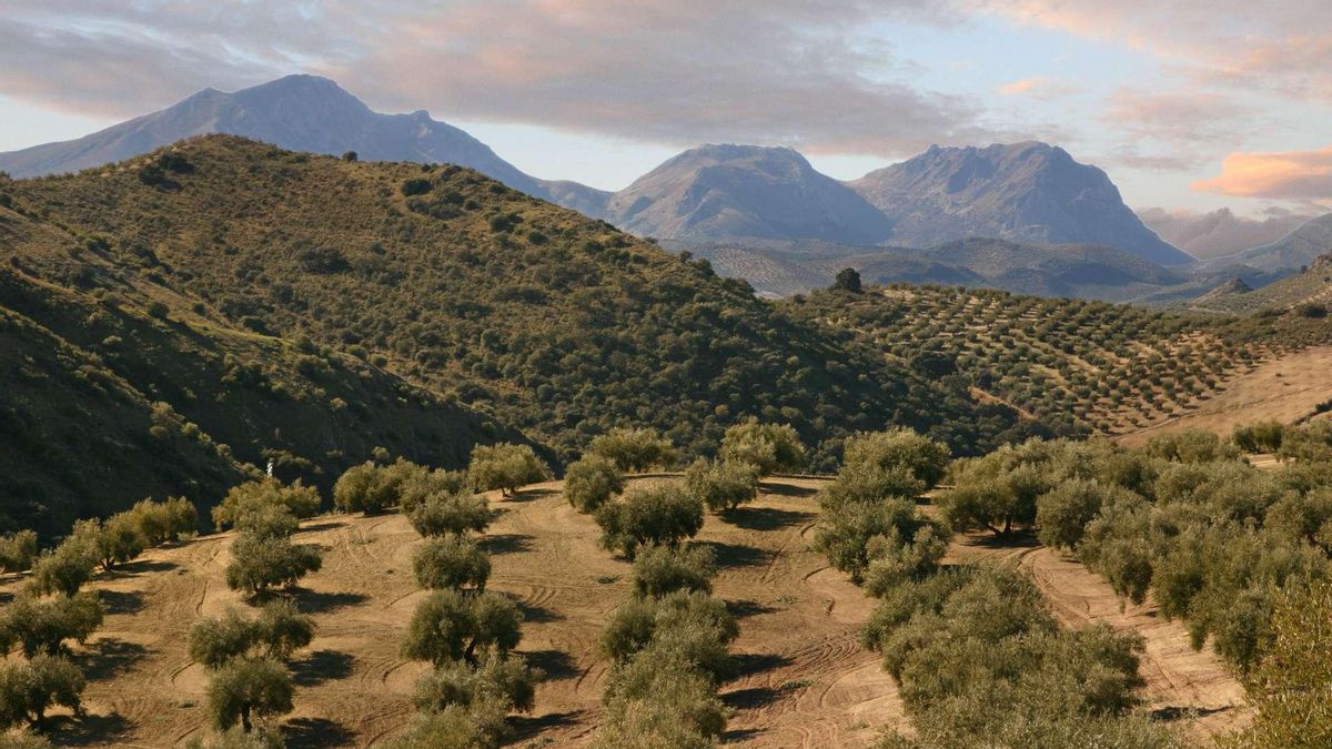 Cinco destinos en Córdoba con rutas para descubrir el proceso de producción de aceite de oliva