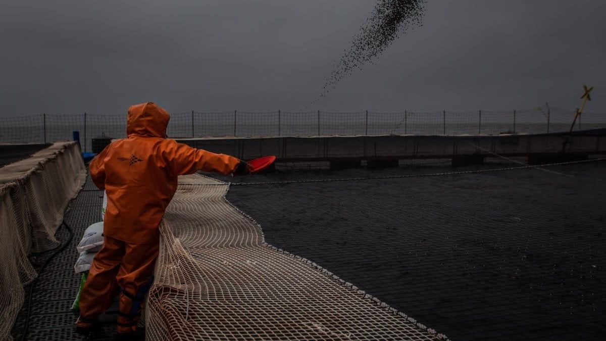 Trabajador alimentando a los salmones en las jaulas del sistema chileno.