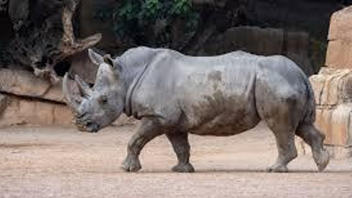 Los Bioparc celebran mañana, sábado, el Día Mundial de los Animales y las personas que los cuidan.