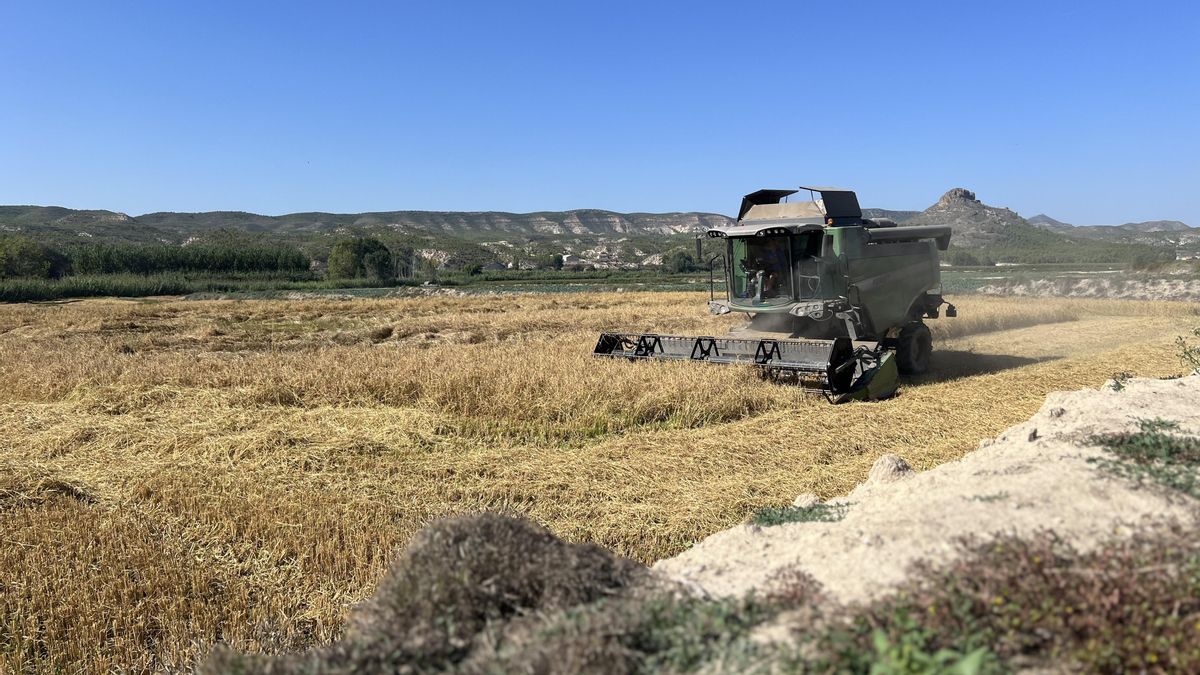 Castilla-La Mancha impulsa una ayuda para asegurar el futuro del arroz de la región que se cultiva en Hellín