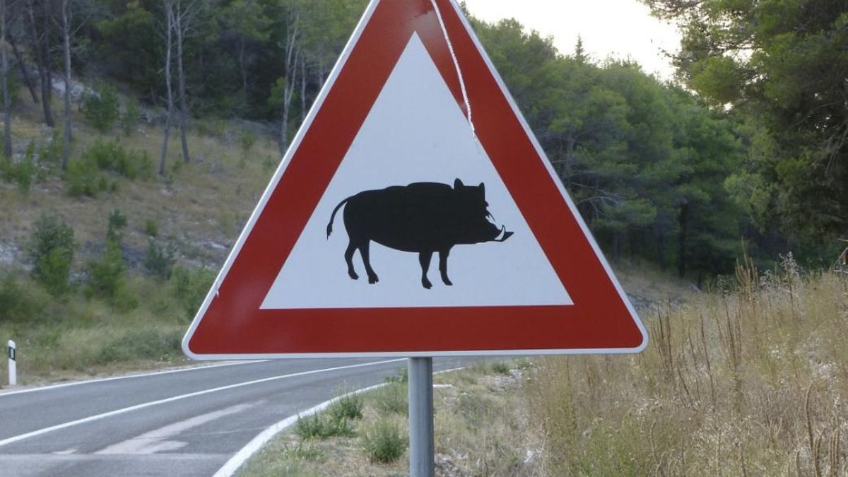 Se plantan arbustos y encinas y se añaden vallados y grandes piedras que limitan la presencia humana, de modo que los animales perciben el entorno como una extensión natural