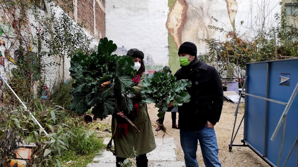 Operación rescate de plantas del Solar Maravillas