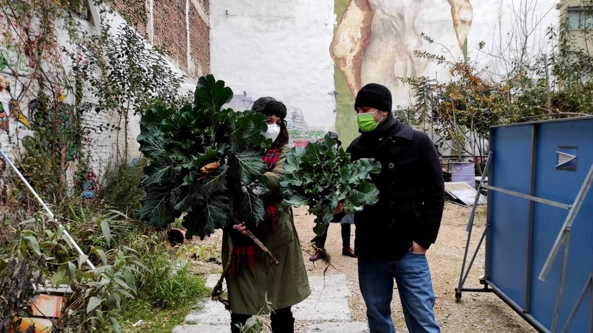 Plantas camino de una nueva vida