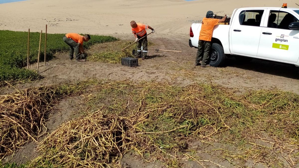 Operarios de Gesplan restauran zonas degradadas de las Dunas de Maspalomas.