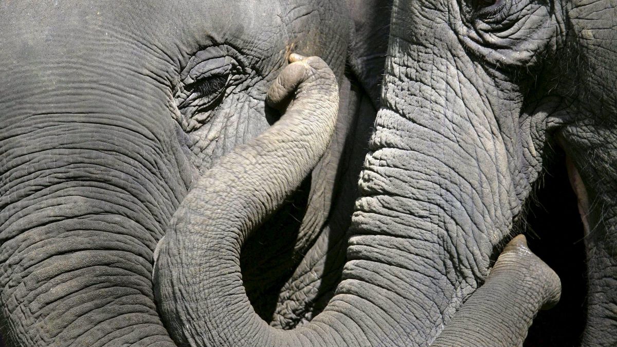 ¿Sabías que la trompa de un elefante tiene 40 mil músculos con los que puede levantar 180 kilos?