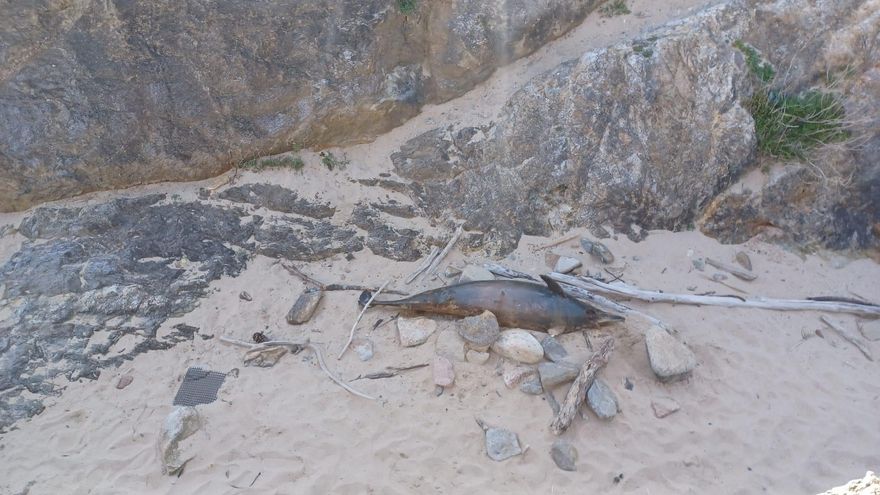 Capturas accidentales de delfines: el debate que surca la costa gallega