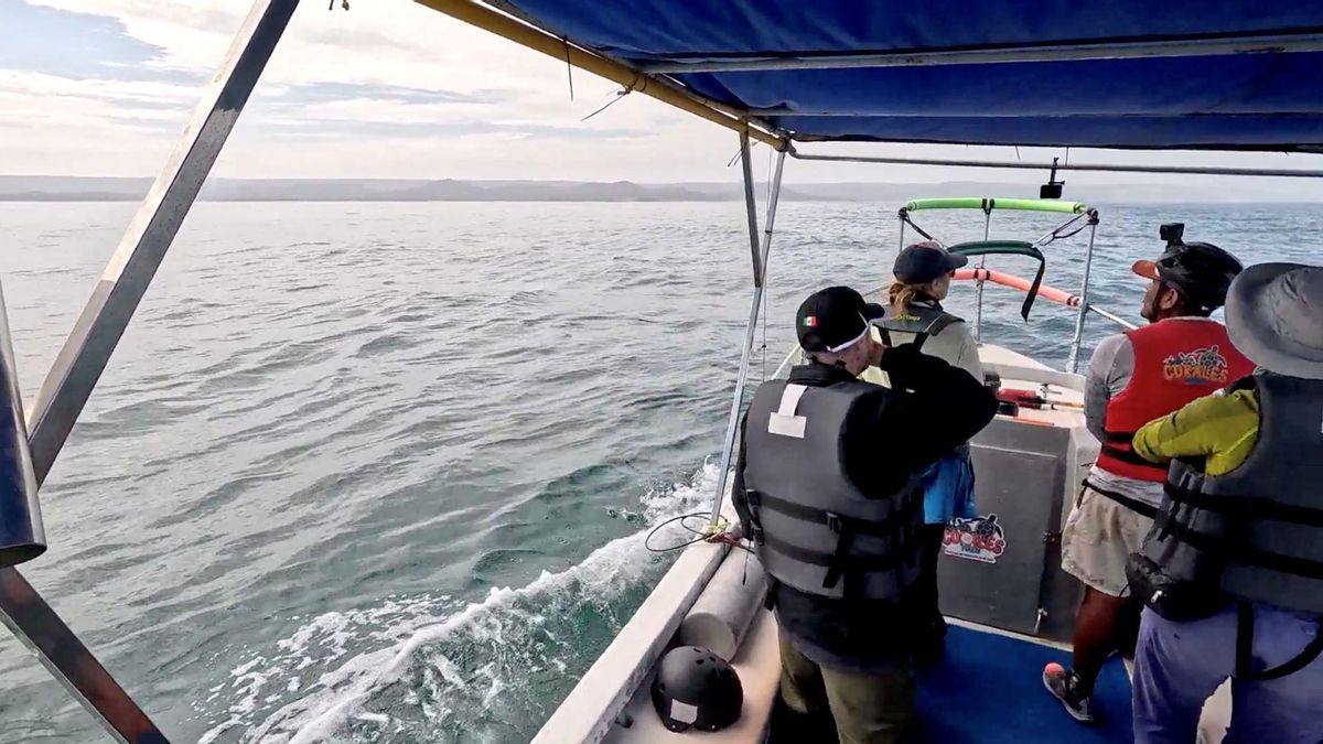 Durante la expedición en el norte de Perú, los investigadores lograron marcar tres ballenas jorobadas. Foto: WWF Perú