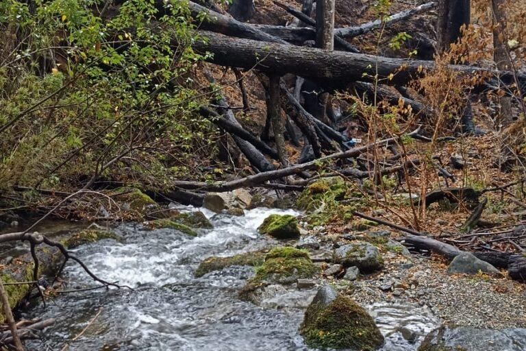 El estudio revela que los incendios en bosques patagónicos alteran la dinámica de nutrientes y afectan los ecosistemas acuáticos durante años. Foto: cortesía Yanina Assef
