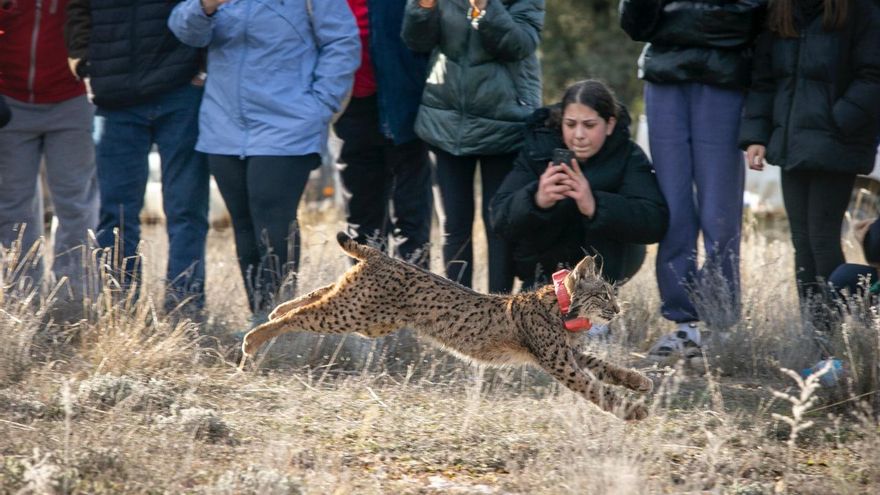 El lince ibérico llega a Cuenca para asentarse en una nueva zona de reintroducción