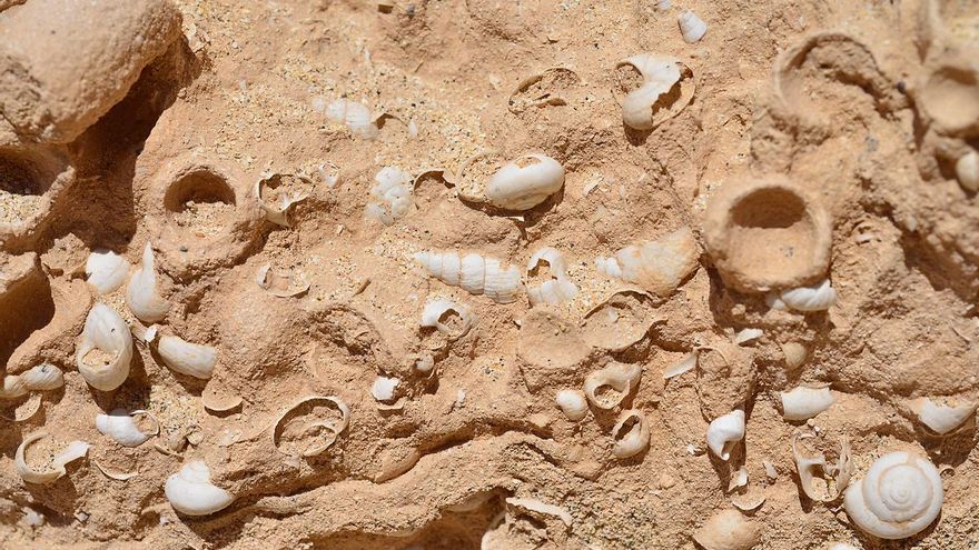 El Gobierno de Canarias y Museos de Tenerife actualizarán la información de las especies fósiles que poblaban las islas