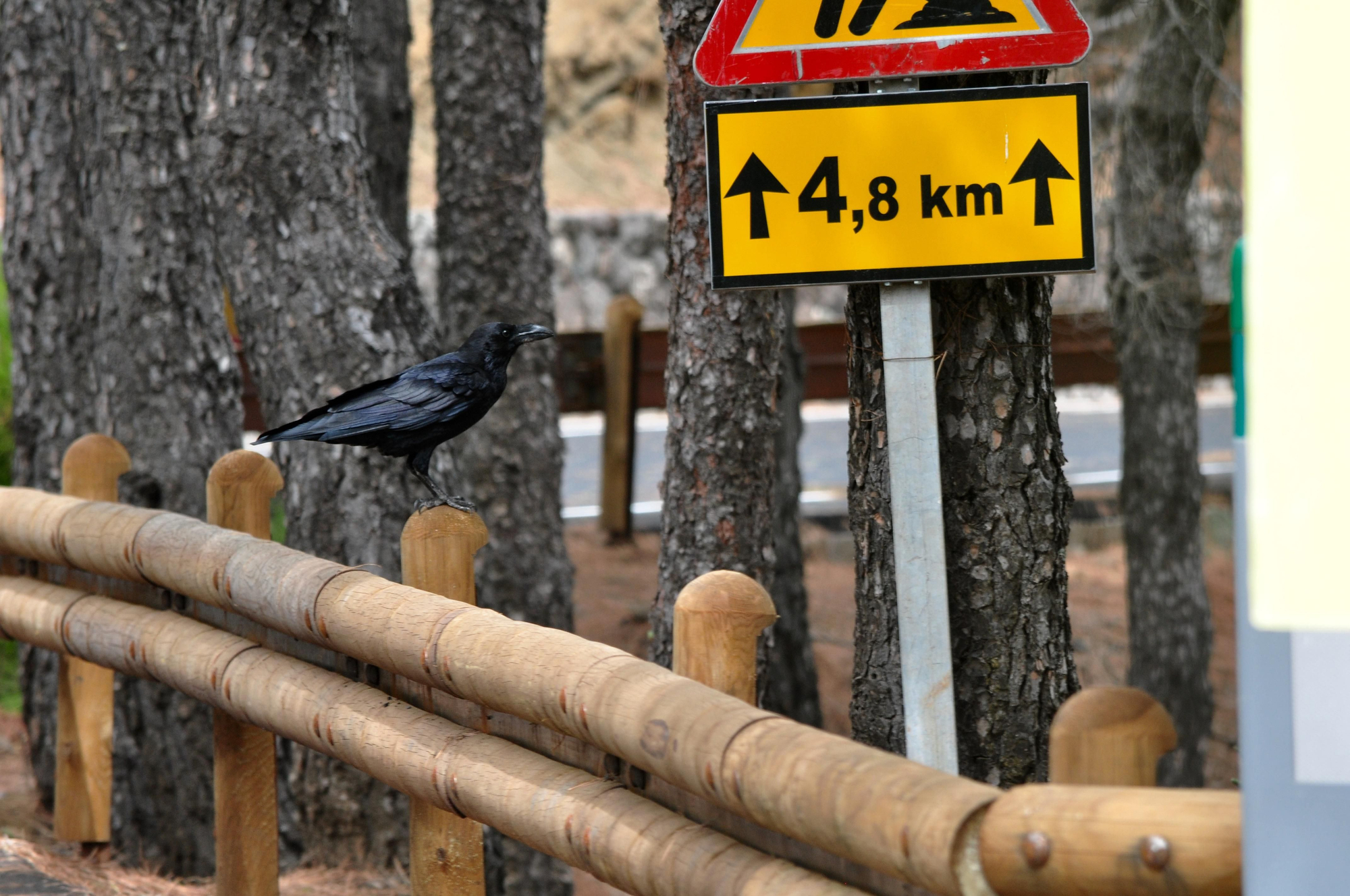 Un cuervo en los alrededores del Pico de las Nieves