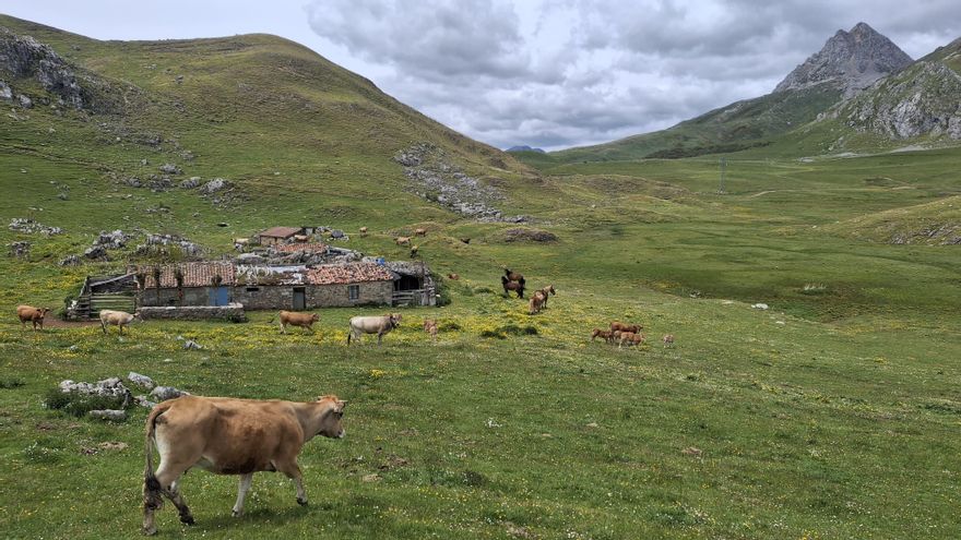 Las vacas de Babia ya pastan en el puerto leonés de Pinos con parabién de la Junta mientras se deniega al ganado de Mieres