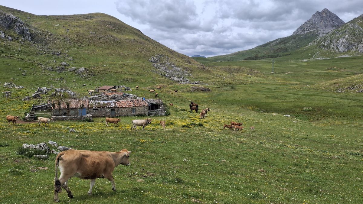 Pastos, ganado y construcciones en el puerto leonés de Pinos, que sigue siendo propiedad de Mieres (Asturias). Archivo.