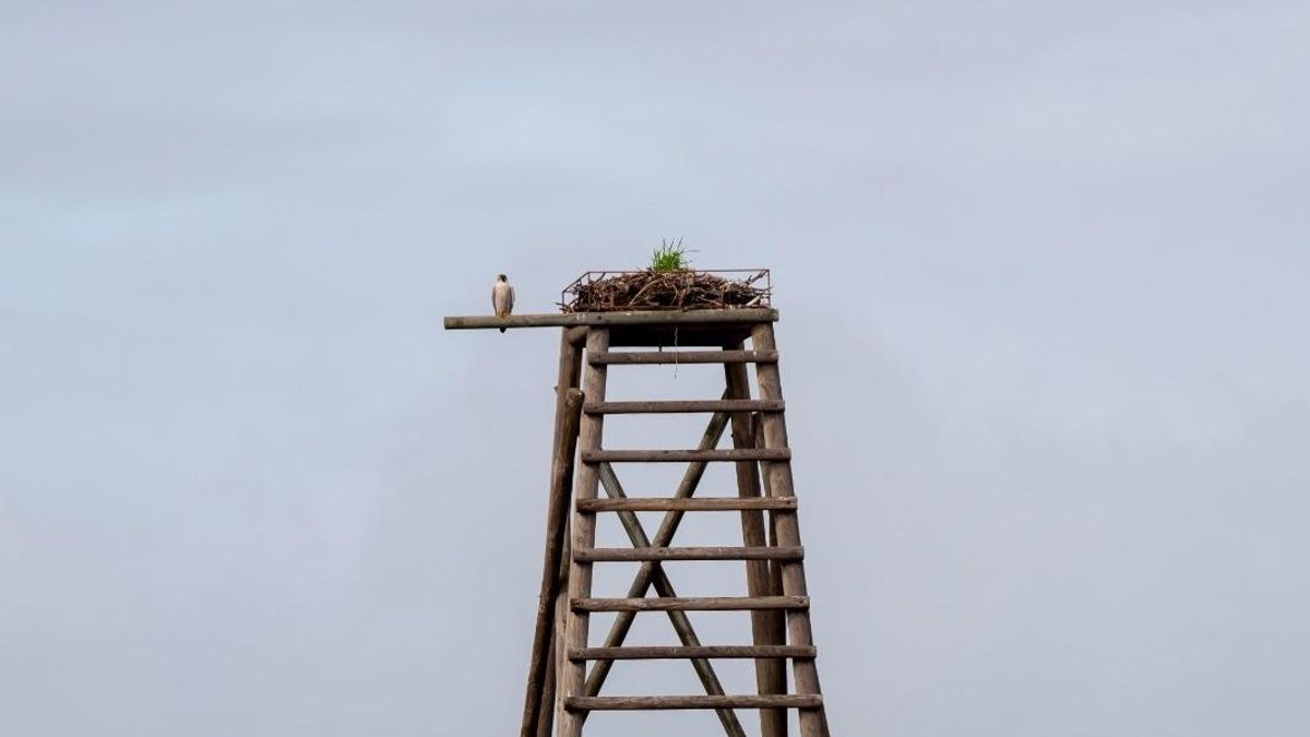 El halcón peregrino vuelve a criar en el Paraje Natural Marismas del Odiel tras una década