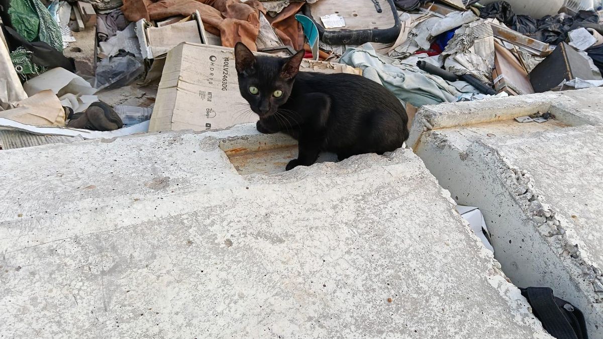 Un gato en la colonia del antiguo circuito urbano de Fórmula 1 en València.