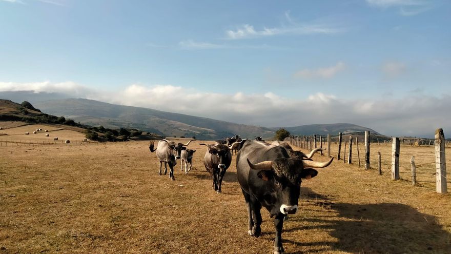 El año sin primavera destroza la economía de los ganaderos: "Hemos tenido que vender un lote de vacas porque no podemos alimentar a todas"
