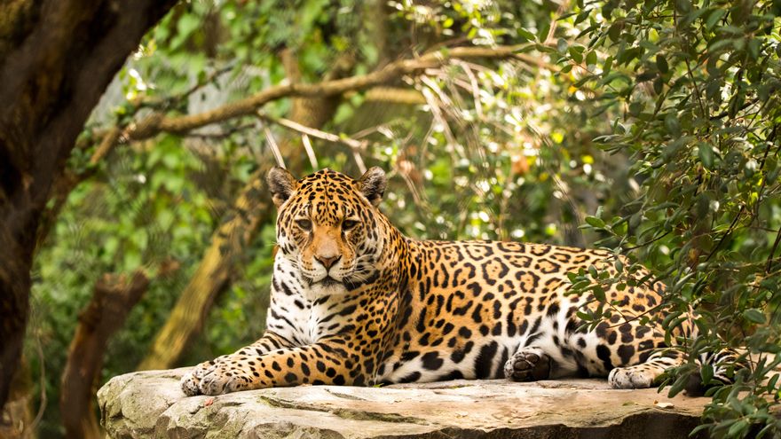 Día Mundial de la Conservación del Jaguar: ¿por qué se celebra el 29 de noviembre?