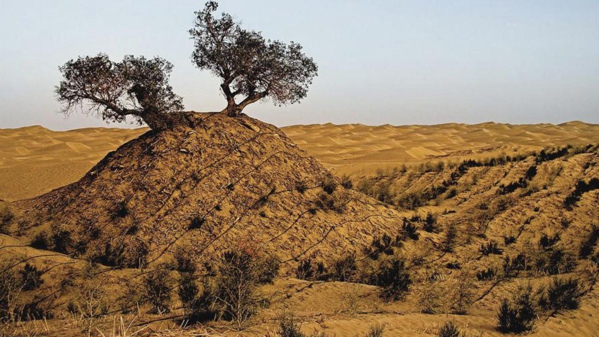 El programa Three-North Shelterbelt amplía la restauración pero exige proteger las áreas tratadas