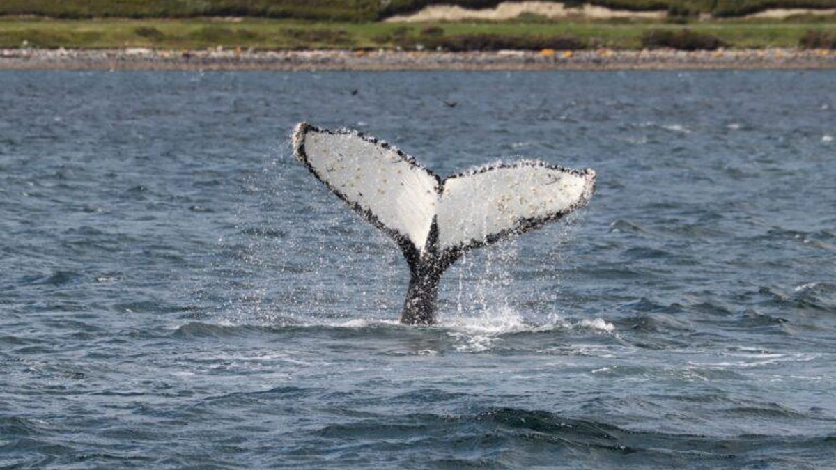 La ballena Shima es una de las ballenas jorobadas que regresa a alimentarse al Canal Beagle. Foto: cortesía Sebastián Dirube