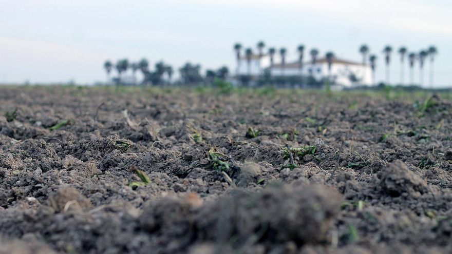 La isla seca: ruina y exilio por la falta de agua en el "desierto" del arrozal de Doñana