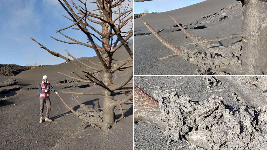 Vulcanólogos no se explican cómo ha resistido un pino canario a la lava del volcán de La Palma
