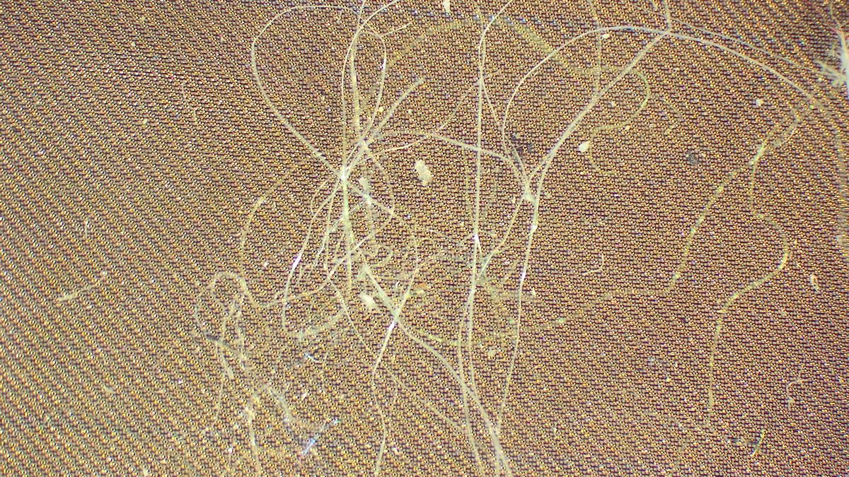 Fibras liberadas de una prenda textil que sirven a científicos de la UAH y de la Universidad Autonóma de Madrid para analizar el impacto de los micro plásticos que se desprenden de la ropa cuando la utilizamos