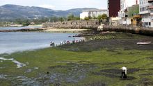 Mariscadores de Rianxo (A Coruña, Galicia)