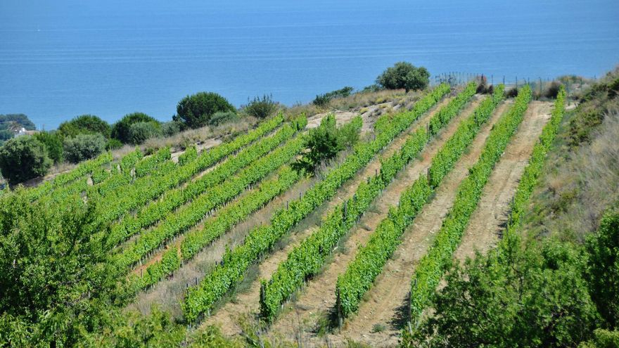 Admirar los viñedos y el mar en Alella