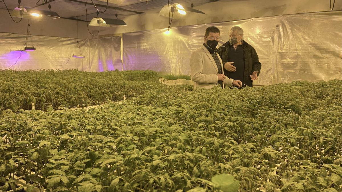 Plantas de tomate cultivadas en La Lechera