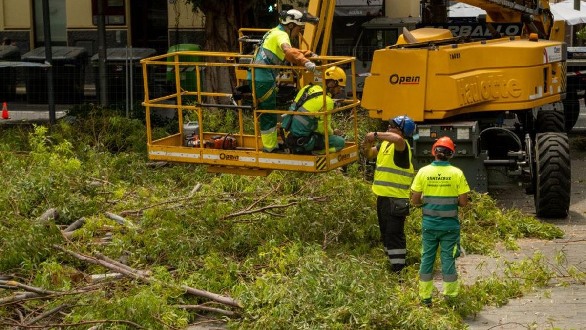 Tala en el Parque García Sanabria de Santa Cruz de Tenerife.