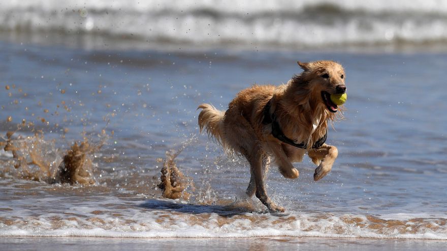 Playas con bandera azul: ¿puedo ir con mi perro a refrescarme en estos arenales?