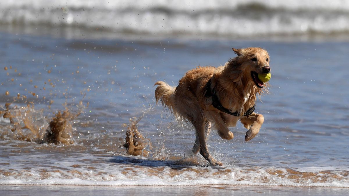 Un perro disfrutan del agua en la playa de San Lorenzo de Gijón