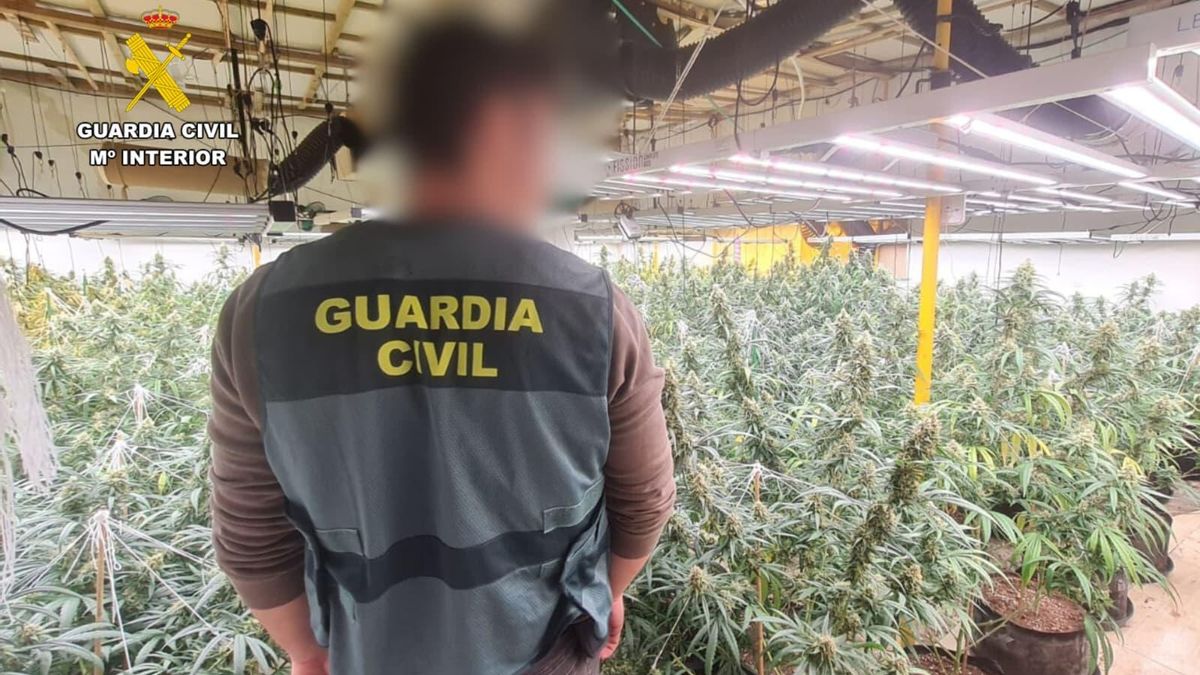 Cae una organización dedicada al cultivo de marihuana en naves de Zaragoza: 2.000 plantas incautadas y 9 detenidos