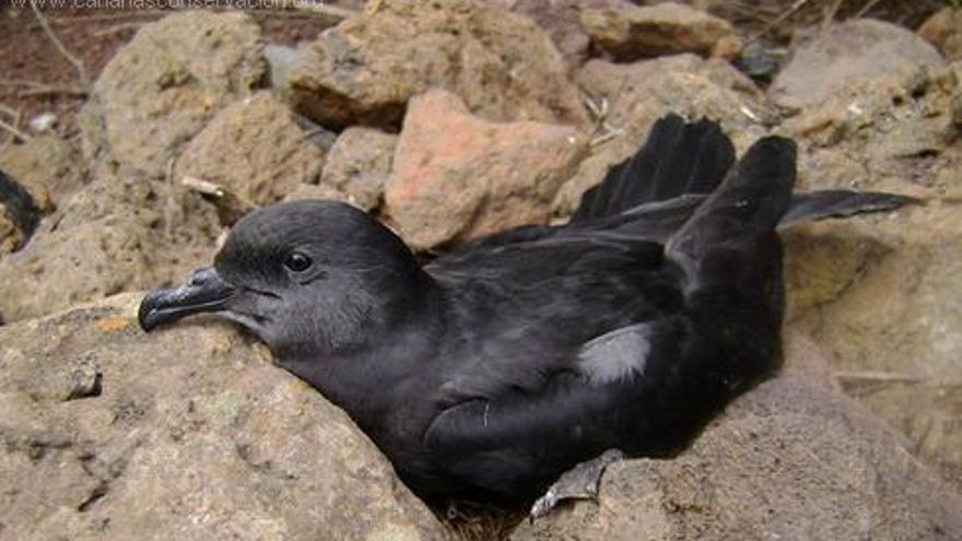 Un ejemplar de Petrel de Bulwer.