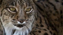 El lince ibérico esquiva la extinción cuadriplicando su población en 14 años